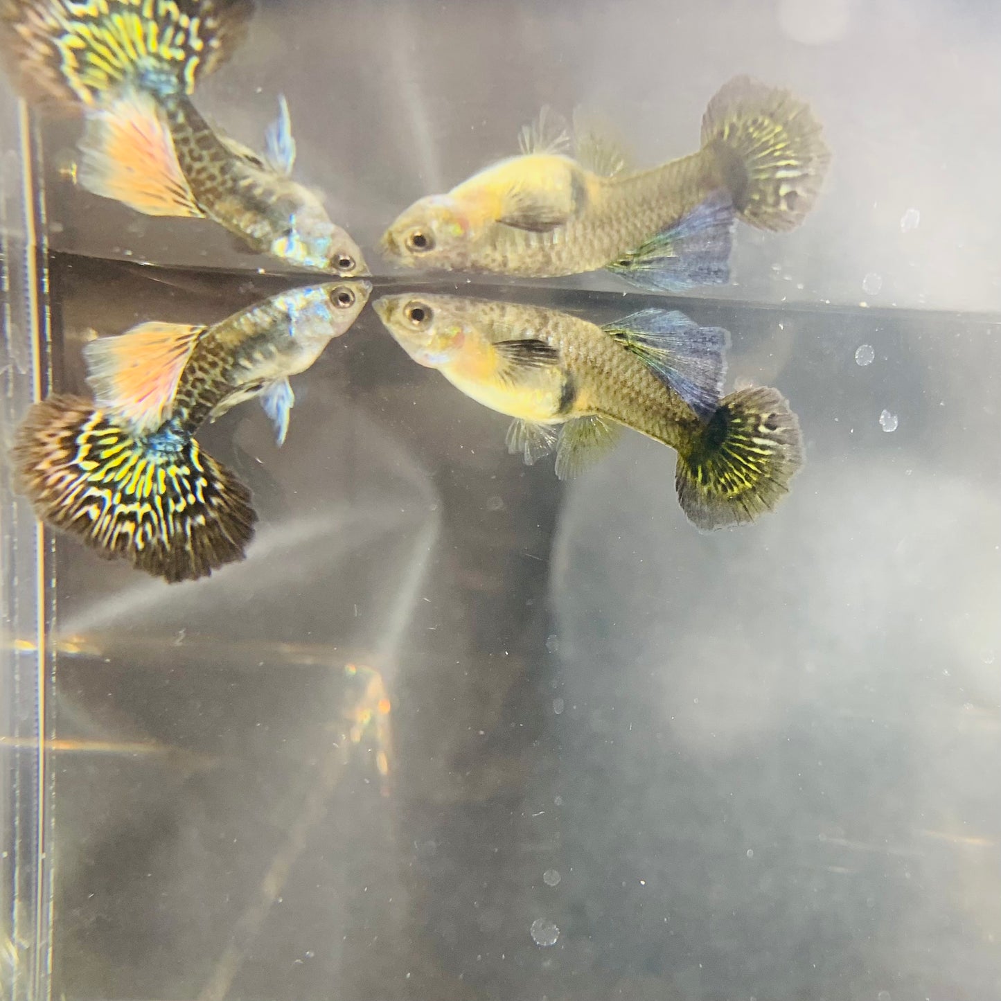 1 pair red dragon bds guppy live guppy fish