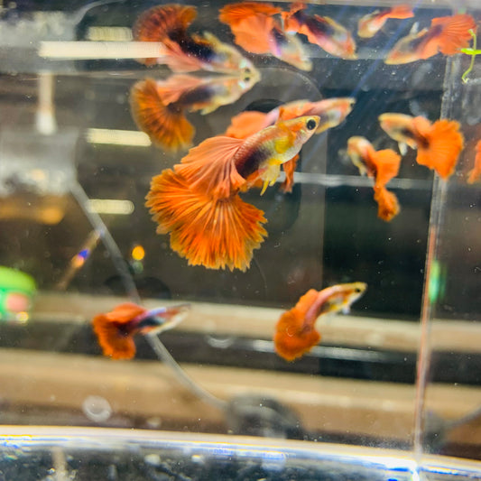 Pack of 5 HB red rose live guppy fish