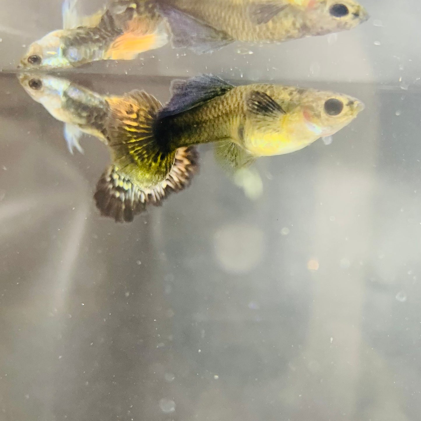 1 pair red dragon bds guppy live guppy fish