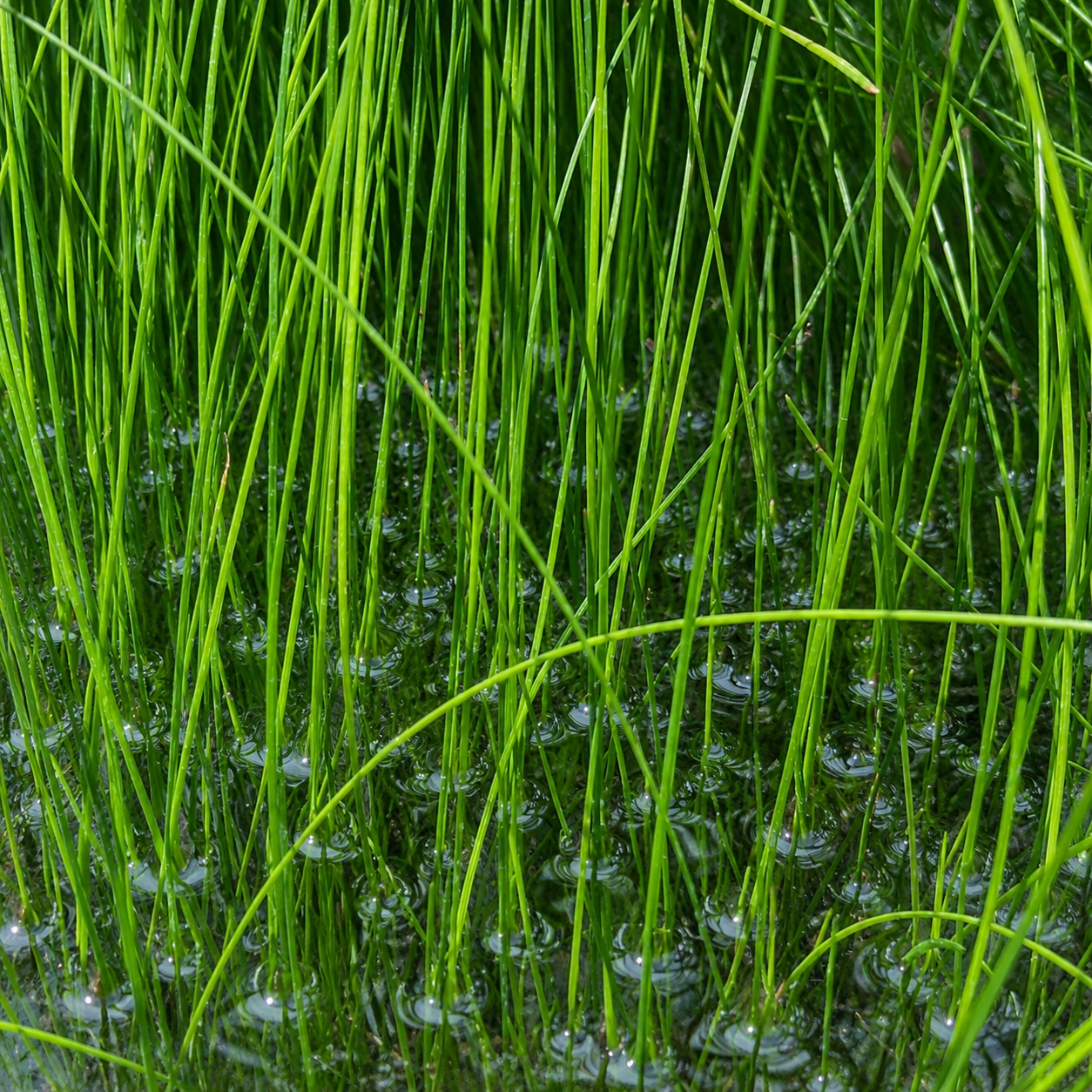 20+ plants giant hairgrass Eleocharis Vivipara live aquarium plant.BUY 2 GET 1 FREE