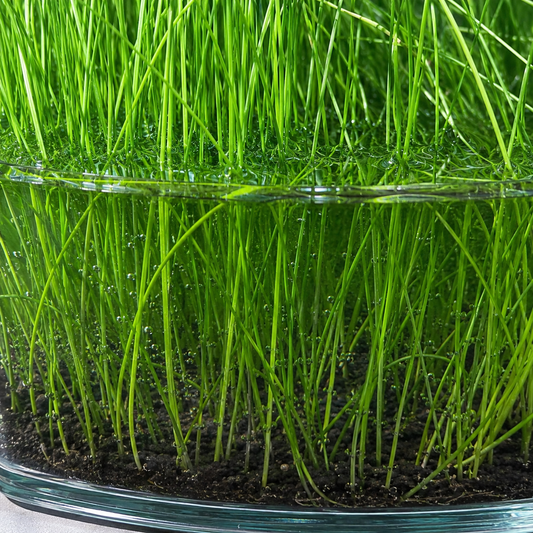 20+ plants giant hairgrass Eleocharis Vivipara live aquarium plant.BUY 2 GET 1 FREE