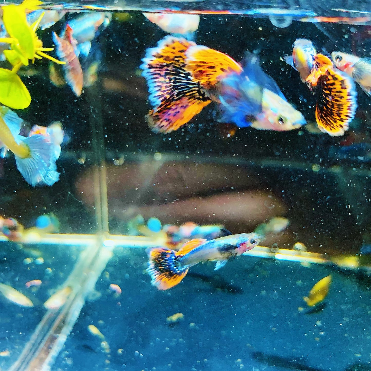 1 pair dumbo mosaic live guppy fish