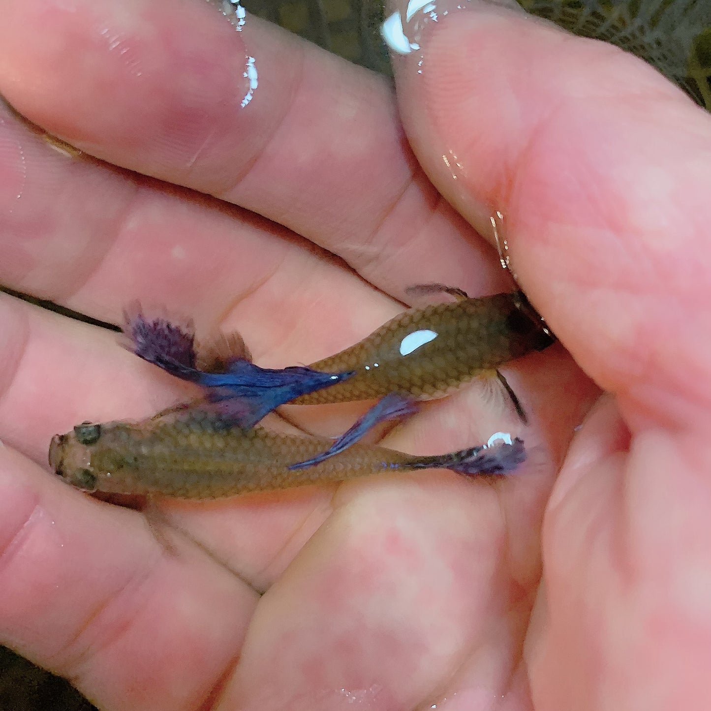 1 pair dumbo mosaic live guppy fish