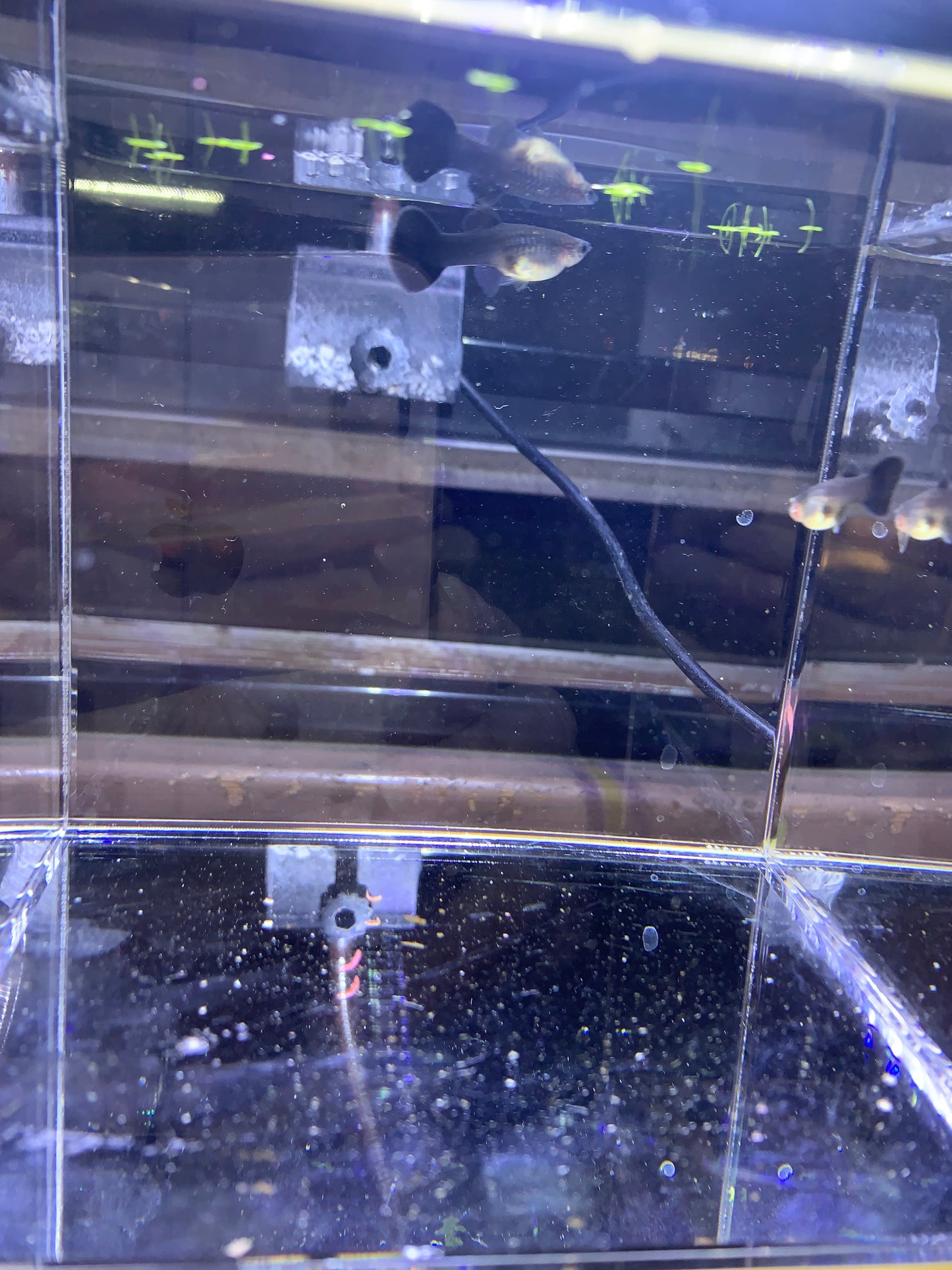 1 pair full black Moscow guppy