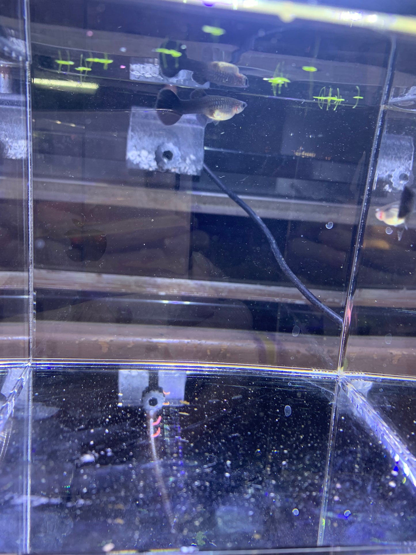 1 pair full black Moscow guppy