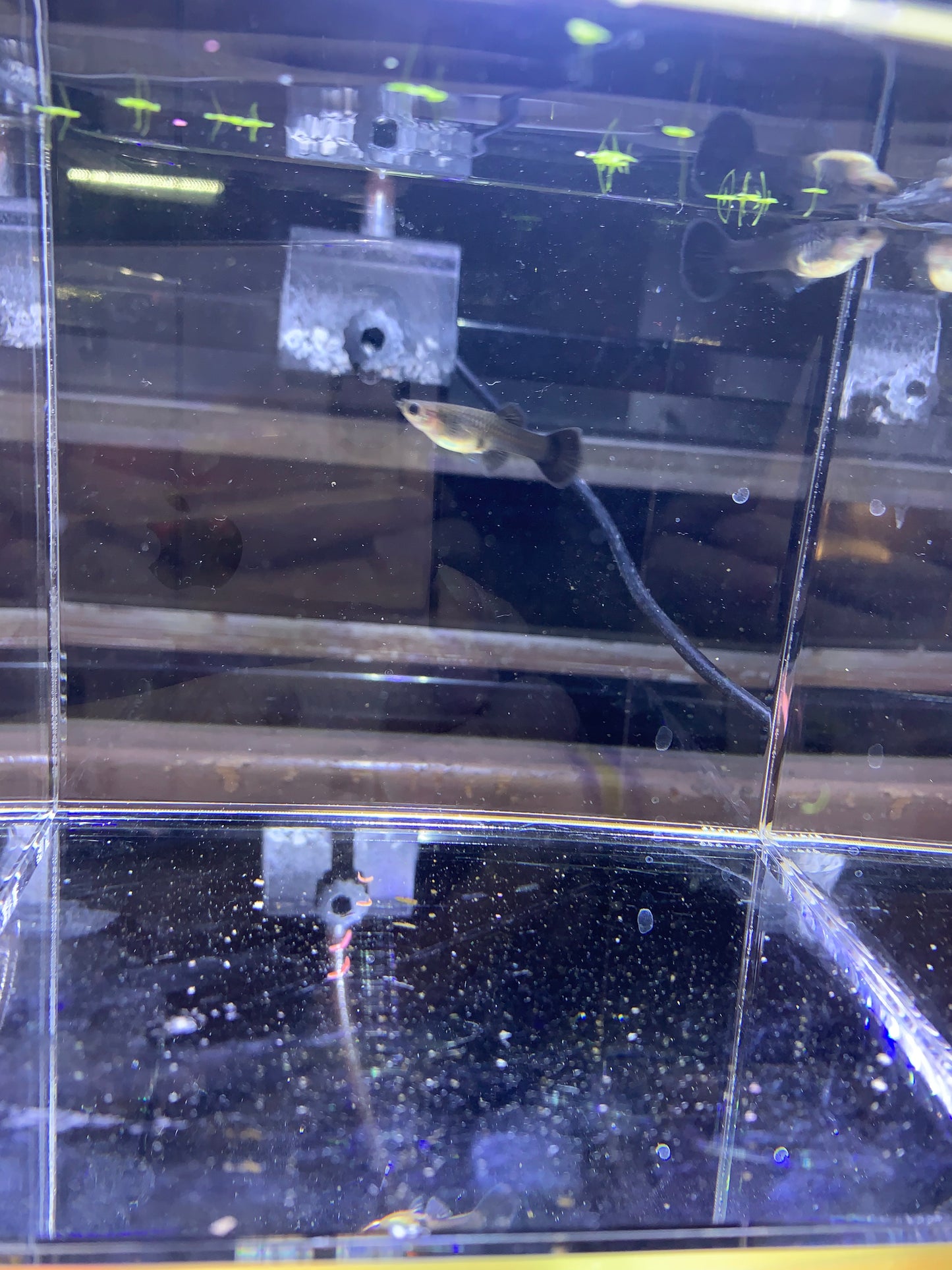 1 pair full black Moscow guppy