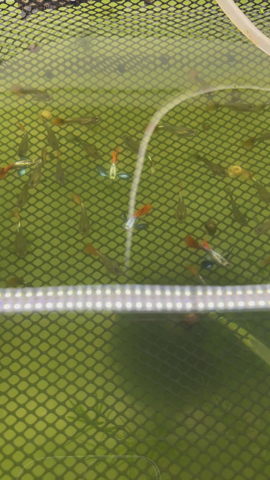 Dumbo red tai guppy fish