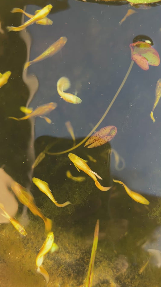 Full gold guppy
